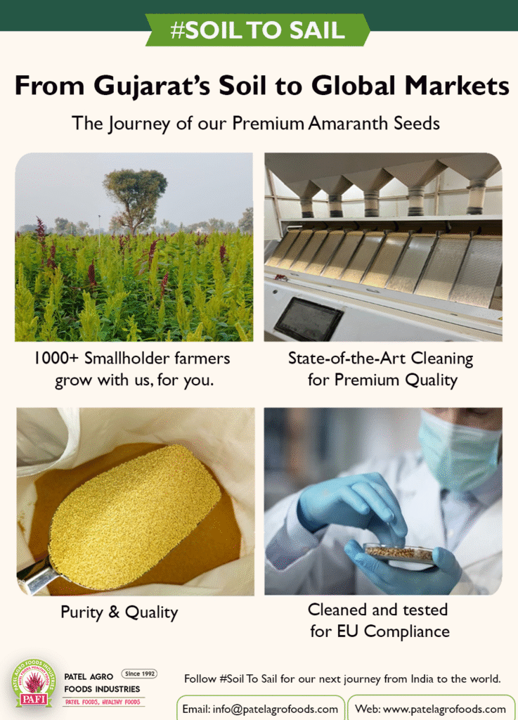 amaranth seeds sourcing processing and export from India soil to sail supply chain