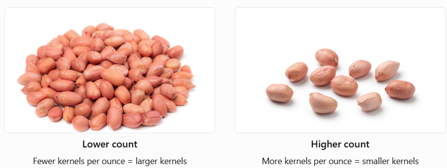 Groundnut kernel count (CPO) explained: comparing larger and smaller peanut kernels by size.